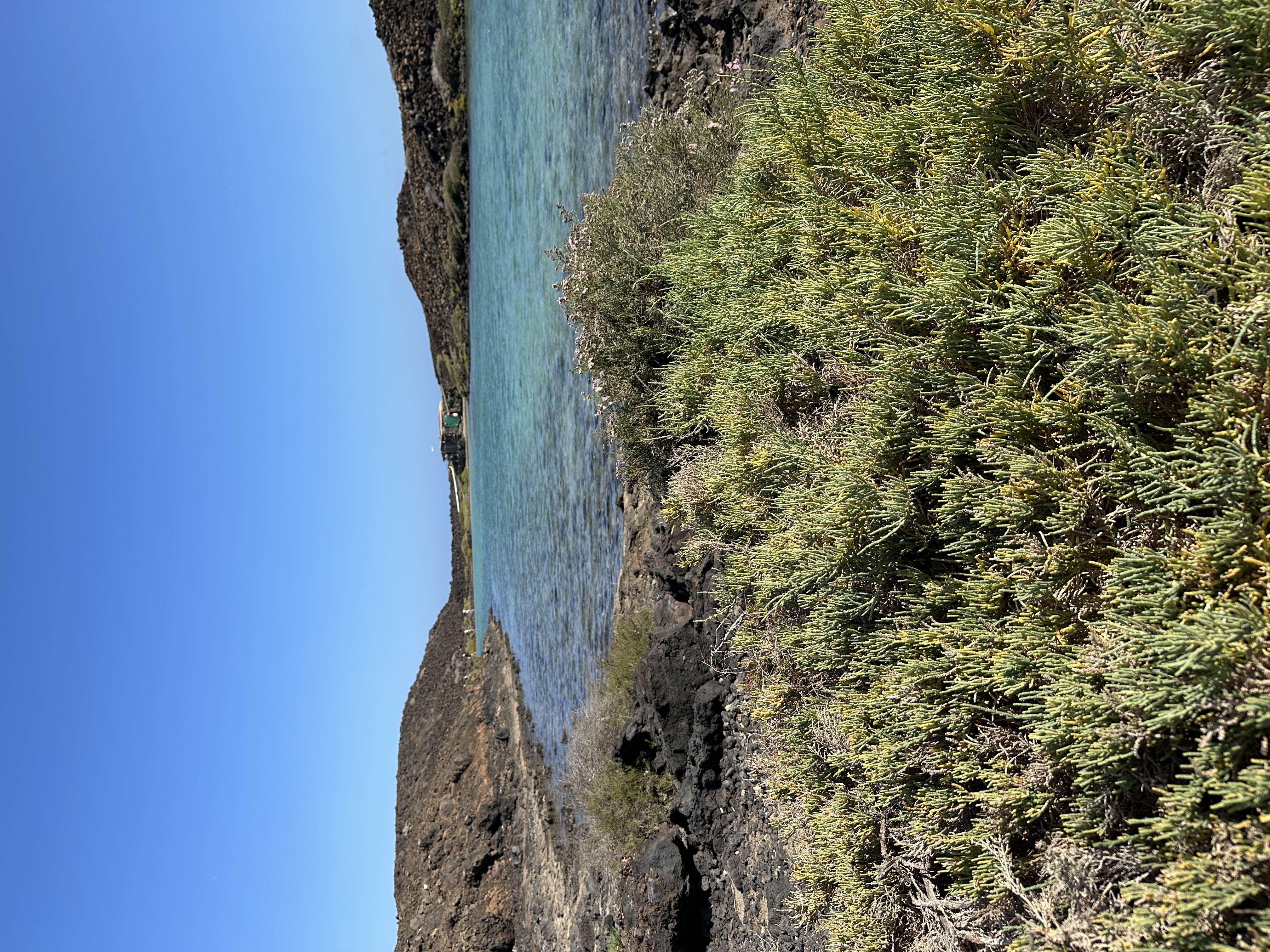 View from Isla de Lobos across the turquoise water of the strait, with succulent plants in the foreground